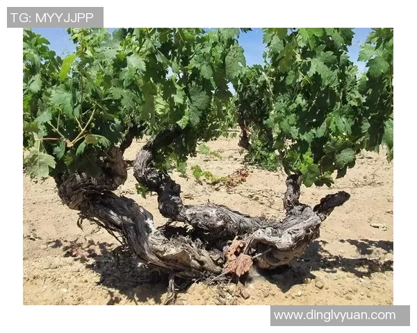 智利与澳大利亚激战正酣赛事回顾与精彩瞬间分析